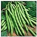 photo Everwilde Farms - 1 Lb Provider Green Bean Seeds - Gold Vault 2024-2023