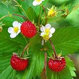 photo: You can buy Outsidepride Strawberry Vesca Baron - 5000 Seeds online, best price $5.49 new 2024-2023 bestseller, review