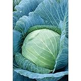 photo: You can buy Stonehead Cabbage Seeds (60+ Seed Package) online, best price $6.69 new 2024-2023 bestseller, review