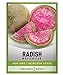 photo Watermelon Radish Seeds for Planting - Heirloom, Non-GMO Vegetable Seed - 2 Grams of Seeds Great for Outdoor Spring, Winter and Fall Gardening by Gardeners Basics 2022-2021