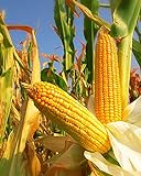 photo: You can buy 300 Seeds Yellow Dent Corn Kernels Grain Corn Seeds Field Corn for Corn Meal Grinding Planting Heirloom Non-GMO online, best price $10.50 ($148.94 / Ounce) new 2024-2023 bestseller, review