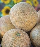photo: You can buy Burpee Ambrosia Cantaloupe Melon Seeds 30 seeds online, best price $7.97 ($0.27 / Count) new 2024-2023 bestseller, review