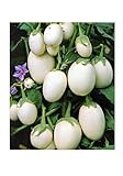 foto: jetzt Aubergine White Mini - Eierfrucht - 20 Samen Online, bester Preis 1,60 € neu 2024-2023 Bestseller, Rezension