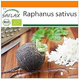 foto: jetzt SAFLAX - BIO - Schwarzer Spanischer Rettich - 100 Samen - Raphanus sativus Online, bester Preis 3,95 € neu 2024-2023 Bestseller, Rezension