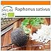 foto SAFLAX - BIO - Schwarzer Spanischer Rettich - 100 Samen - Raphanus sativus 2024-2023