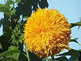 foto: jetzt Sonnenblumenkerne 20 / Pack (Helianthus annus) Bio-Hausgarten ohne GVO Sonnige Sonnenblumenkerne Offene bestäubte Samen zum Pflanzen von großen Teddy-Sonnenblumen Online, bester Preis 7,02 € neu 2024-2023 Bestseller, Rezension