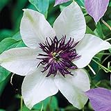 photo: You can buy 50 White and Purple Clematis Seeds Bloom Climbing Perennial Flowers Seed Flower Vine Climbing Perennial online, best price $9.99 new 2024-2023 bestseller, review