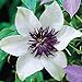 photo 50 White and Purple Clematis Seeds Bloom Climbing Perennial Flowers Seed Flower Vine Climbing Perennial 2024-2023