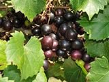 photo: You can buy Large Black Muscadine Seed - Self Fertile Native Grape Seeds (0.5gr to 3.0gr) online, best price $13.99 new 2024-2023 bestseller, review