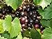 photo Large Black Muscadine Seed - Self Fertile Native Grape Seeds (0.5gr to 3.0gr) 2022-2021