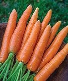 photo: You can buy 700+ Seeds of Carrot Scarlet Nantes, Daucus carota, Great Flavor, Texture, Uniformity Carrot, Heirloom, Non-GMO Seeds, Open Pollinated, Cool Season online, best price $6.99 new 2024-2023 bestseller, review
