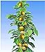foto BALDUR Garten Säulen-Kiwi 'Issai', 1 Pflanze selbstfruchtend Stachelbeer-Kiwi winterharte Obstpflanze 2024-2023