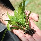 photo: You can buy Java Fern Microsorum pteropus Buy 2 Get 1 Free | Beginner Live Aquarium Aquatic Plants Freshwater Plant for Planted Tank , Best Tropical plants for Fish Tanks for Sale Online online, best price $6.79 new 2024-2023 bestseller, review
