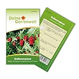 foto: jetzt Erdbeerspinat Samen - Chenopodium foliosum - Erdbeerspinatsamen - Gemüsesamen - Saatgut für 200 Pflanzen Online, bester Preis 1,99 € (0,01 € / stück) neu 2024-2023 Bestseller, Rezension