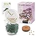 foto GROW2GO Bonsai Kit incl. eBook GRATUITO - Set con mini invernadero, semillas y tierra - idea de regalo sostenible para los amantes de las plantas (Wisteria) 2024-2023