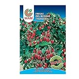 foto: comprar WAM Semillas de Fresas del Bosque, Sobre Clásico 0,15 gr on-line, mejor precio 3,40 € nuevo 2024-2023 éxito de ventas, revisión