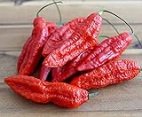 foto: jetzt Hot Chili Pfeffer Bhut Jolokia Rot - Pepper - ertragreich - über eine Million Einheiten - 10 Samen Online, bester Preis 1,60 € neu 2024-2023 Bestseller, Rezension