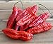foto Hot Chili Pfeffer Bhut Jolokia Rot - Pepper - ertragreich - über eine Million Einheiten - 10 Samen 2023-2022