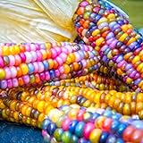 photo: acheter Rosepoem Graines de maïs indien 30 pcs Graines de maïs Graine de maïs arc-en-ciel en ligne, meilleur prix 4,98 € nouveau 2024-2023 best-seller, examen