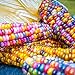 photo Rosepoem Graines de maïs indien 30 pcs Graines de maïs Graine de maïs arc-en-ciel 2024-2023