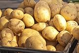 photo: You can buy 5 Lbs Russet Seed Potatoes - USA Non-GMO Certified Potato TUBERS SPUDS online, best price $13.99 new 2024-2023 bestseller, review