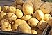 photo 5 Lbs Russet Seed Potatoes - USA Non-GMO Certified Potato TUBERS SPUDS 2024-2023