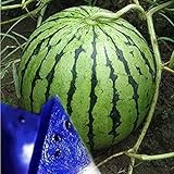 photo: You can buy MITRAEE Fresh 100pcs Watermelon Fruit Seeds for Planting Blue online, best price $10.50 new 2024-2023 bestseller, review