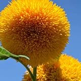 photo: You can buy Teddy Bear Sunflower Seeds | 20 Seeds | Exotic Garden Flower | Sunflower Seeds for Planting | Great for Hummingbirds and Butterflies online, best price $6.96 ($0.35 / Count) new 2024-2023 bestseller, review