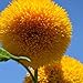 photo Teddy Bear Sunflower Seeds | 20 Seeds | Exotic Garden Flower | Sunflower Seeds for Planting | Great for Hummingbirds and Butterflies 2024-2023