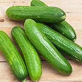 photo: You can buy Spacemaster 80 Cucumber Seeds - 50 Count Seed Pack - Non-GMO - Produces Large Numbers of flavorful, Full-Sized Slicing Cucumbers Perfect for The Small Garden. - Country Creek LLC online, best price $2.29 new 2024-2023 bestseller, review