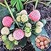 photo Big Pack Rare Fresh Seeds for Planting (White Strawberry-2000+ Seeds) 2024-2023