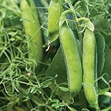 photo: You can buy Burpee Masterpiece Pea Seeds 200 seeds online, best price $5.60 new 2024-2023 bestseller, review