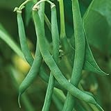 photo: You can buy Burpee Blue Lake 47 Bush Bean Seeds 8 ounces of seed online, best price $10.89 new 2024-2023 bestseller, review