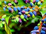 photo: You can buy 20 Oregon Grape Seeds for Planting - Stunning Ornamental Fruit Bearing Plant - Berberis bealei, Barberry, Leatherleaf Mahonia online, best price $8.98 ($0.45 / Count) new 2024-2023 bestseller, review
