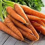 photo: You can buy Tendersweet Carrot Seeds - 50 Count Seed Pack - Non-GMO - Rich-Orange Colored Roots are coreless, Crisp and Very Sweet. Perfect for Canning, juicing, or Eating raw. - Country Creek LLC online, best price $2.29 new 2024-2023 bestseller, review