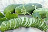 photo: You can buy Ashley Slicing Cucumber Seeds, 50 Heirloom Seeds Per Packet, Non GMO Seeds, Botanical Name: Cucumis sativus, Isla's Garden Seeds online, best price $5.99 ($0.12 / Count) new 2024-2023 bestseller, review