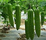 photo: You can buy 20 Bitter Melon Seed(s)-ASFP Green Skin Bitter Gourd Ku Gua 青皮苦瓜, Can Grow in Pot or Tray online, best price $16.22 new 2024-2023 bestseller, review