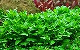 foto: jetzt Tropica Aquarium Pflanze Staurogyne repens Nr.049G TC in Vitro 1-2 Grow Wasserpflanzen Aquariumpflanzen Online, bester Preis 7,78 € neu 2024-2023 Bestseller, Rezension