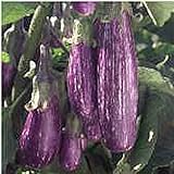 photo: You can buy Unbrandred Fairy Tale Eggplants Seeds (25+ Seeds)(More Heirloom, Organic, Non GMO, Vegetable, Fruit, Herb, Flower Garden Seeds (25+ Seeds) at Seed King Express) online, best price $3.69 new 2024-2023 bestseller, review