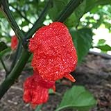 photo: You can buy Wayland Chiles Carolina Reaper Seeds (Red) online, best price $9.50 new 2024-2023 bestseller, review