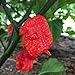 photo Wayland Chiles Carolina Reaper Seeds (Red) 2024-2023