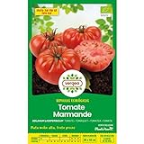 foto: comprar Semillas ecológicas de tomate marmande raf Vergea on-line, mejor precio 1,85 € nuevo 2024-2023 éxito de ventas, revisión