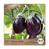 foto: jetzt BIO Aubergine Samen Sorte Black Beauty (Solanum melongena) Gemüsesamen Eierfrucht Saatgut Online, bester Preis 3,29 € neu 2024-2023 Bestseller, Rezension