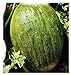 foto Semillas de melón valenciano temperano - verduras - cucumis melo - 90 semillas aproximadamente - las mejores semillas de plantas - flores - frutas raras - melones valencianos - idea de regalo original 2024-2023