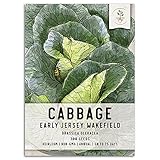 photo: You can buy Seed Needs, Early Jersey Wakefield Cabbage (Brassica oleracea) Single Package of 300 Seeds Non-GMO online, best price $5.85 new 2024-2023 bestseller, review