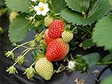 photo: You can buy Everbearing Strawberry Seeds 200PCS Non-GMO online, best price $8.99 ($0.04 / Count) new 2024-2023 bestseller, review