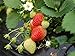 photo Everbearing Strawberry Seeds 200PCS Non-GMO 2024-2023