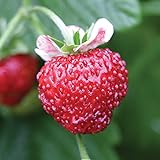 photo: You can buy Burpee Mignonette Strawberry Seeds 125 seeds online, best price $7.27 ($0.06 / Count) new 2024-2023 bestseller, review