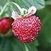 photo Burpee Mignonette Strawberry Seeds 125 seeds 2023-2022
