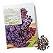 foto BIO Grünkohl Samen (Redbor) - Grünkohl Saatgut aus biologischem Anbau ideal für die Anzucht im Garten, Balkon oder Terrasse 2023-2022